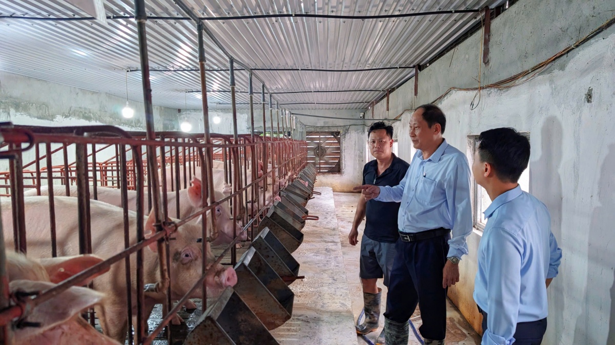 Ông Ngô Văn Thiếp, Chủ tịch HĐQT QTDND Thọ Nghiệp thăm mô hình nuôi lợn khép kín của gia đình anh 