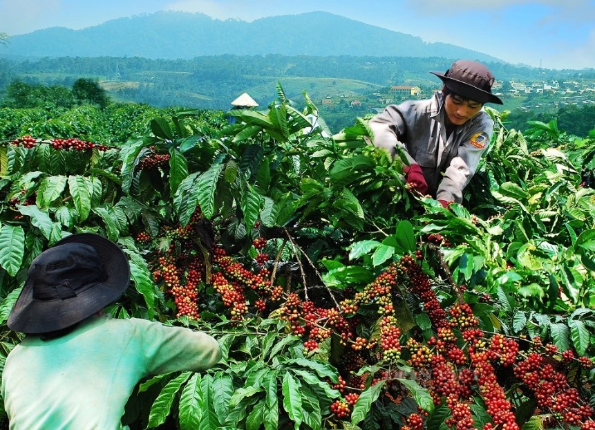 việc xây dựng cơ sở dữ liệu vùng trồng không chỉ là yêu cầu kỹ thuật mà là nền tảng quan trọng trong chuyển đổi mô hình quản trị ngành nông nghiệp.