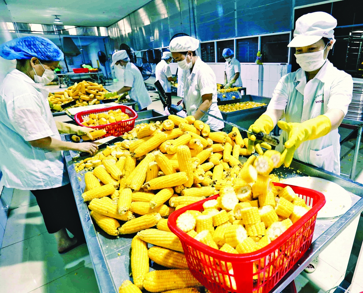 Nông sản Việt chuyển từ lượng sang chất