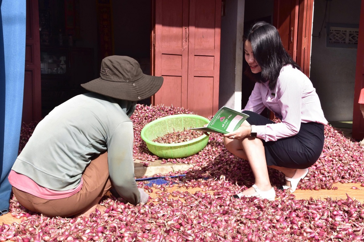 Mô hình vay vốn sản xuất hành tỏi của gia đình bà Nguyễn Thị Hòa, trú thôn Tây An Hải. Mô hình vay vốn sản xuất hành tỏi của gia đình bà Nguyễn Thị Hòa, trú thôn Tây An Hải.