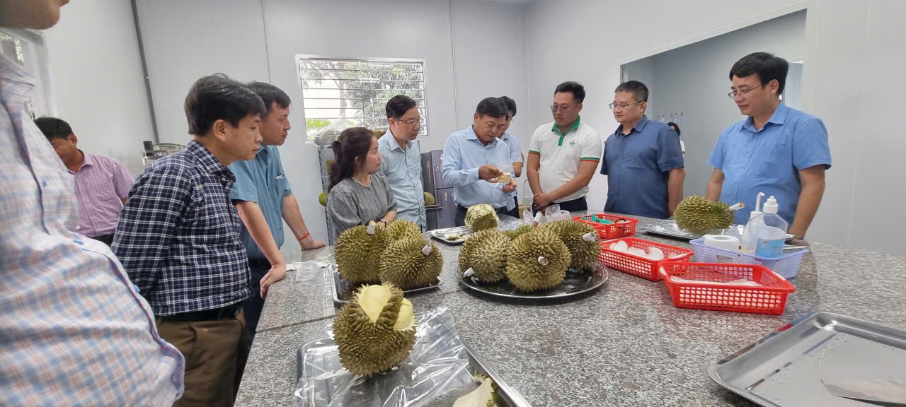 Sầu riêng muốn vươn xa phải vượt cửa ải kiểm nghiệm nguồn gốc