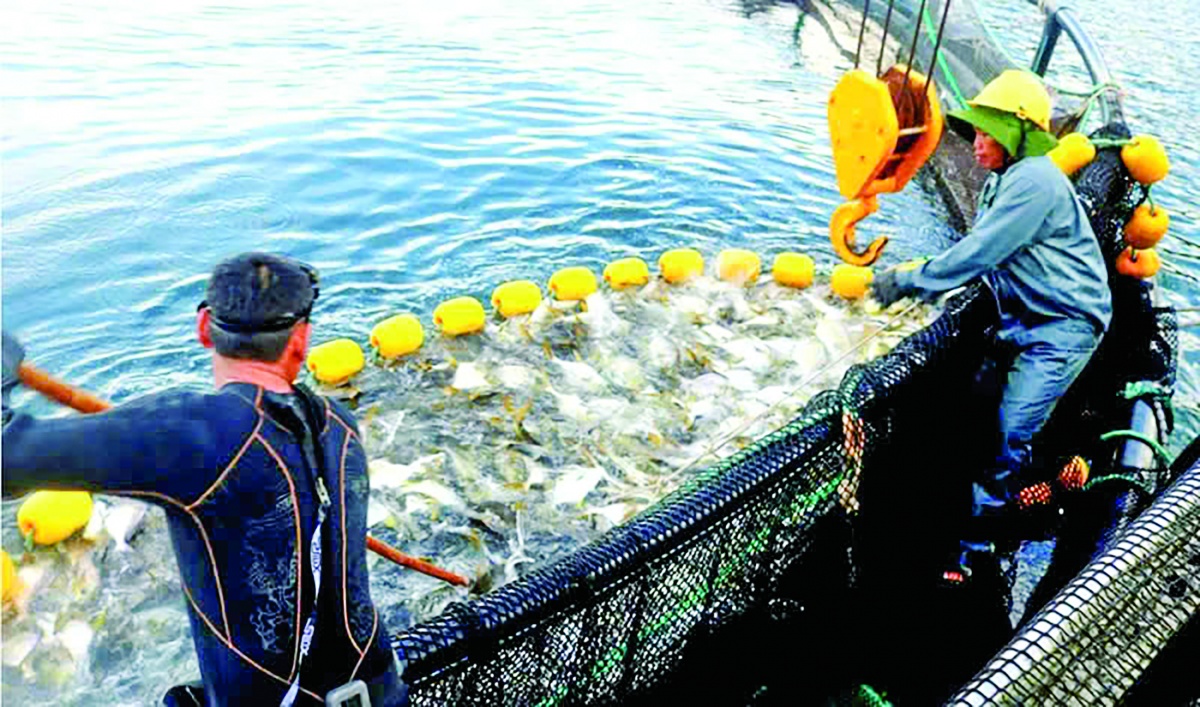 Tỉnh Khánh Hòa đã và đang đẩy mạnh nuôi biển công nghệ cao, nuôi biển quy mô công nghiệp