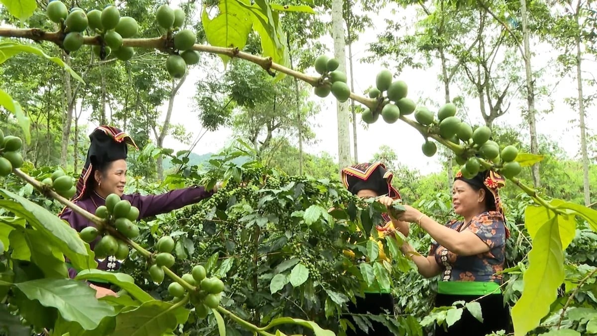 Điện Biên đặt cược vào nông nghiệp xanh để nâng tầm chuỗi giá trị nông sản Điện Biên đặt cược vào nông nghiệp xanh để nâng tầm chuỗi giá trị nông sản