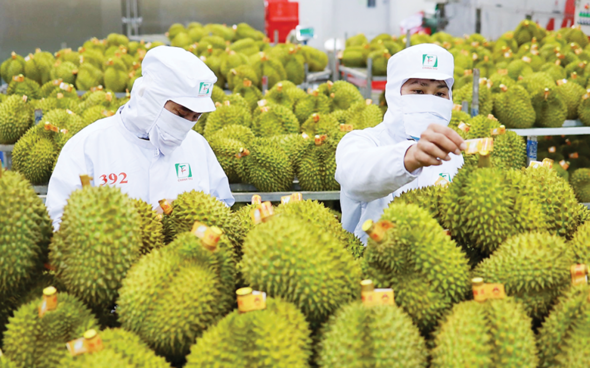 Hải quan mở "luồng xanh", xuất khẩu sầu riêng lấy lại nhịp tăng tốc Hải quan mở "luồng xanh", xuất khẩu sầu riêng lấy lại nhịp tăng tốc