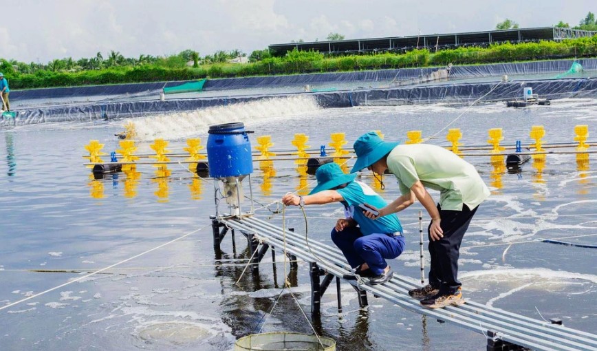 mở rộng vùng nuôi đạt chuẩn và nâng cao chất lượng chế biến
