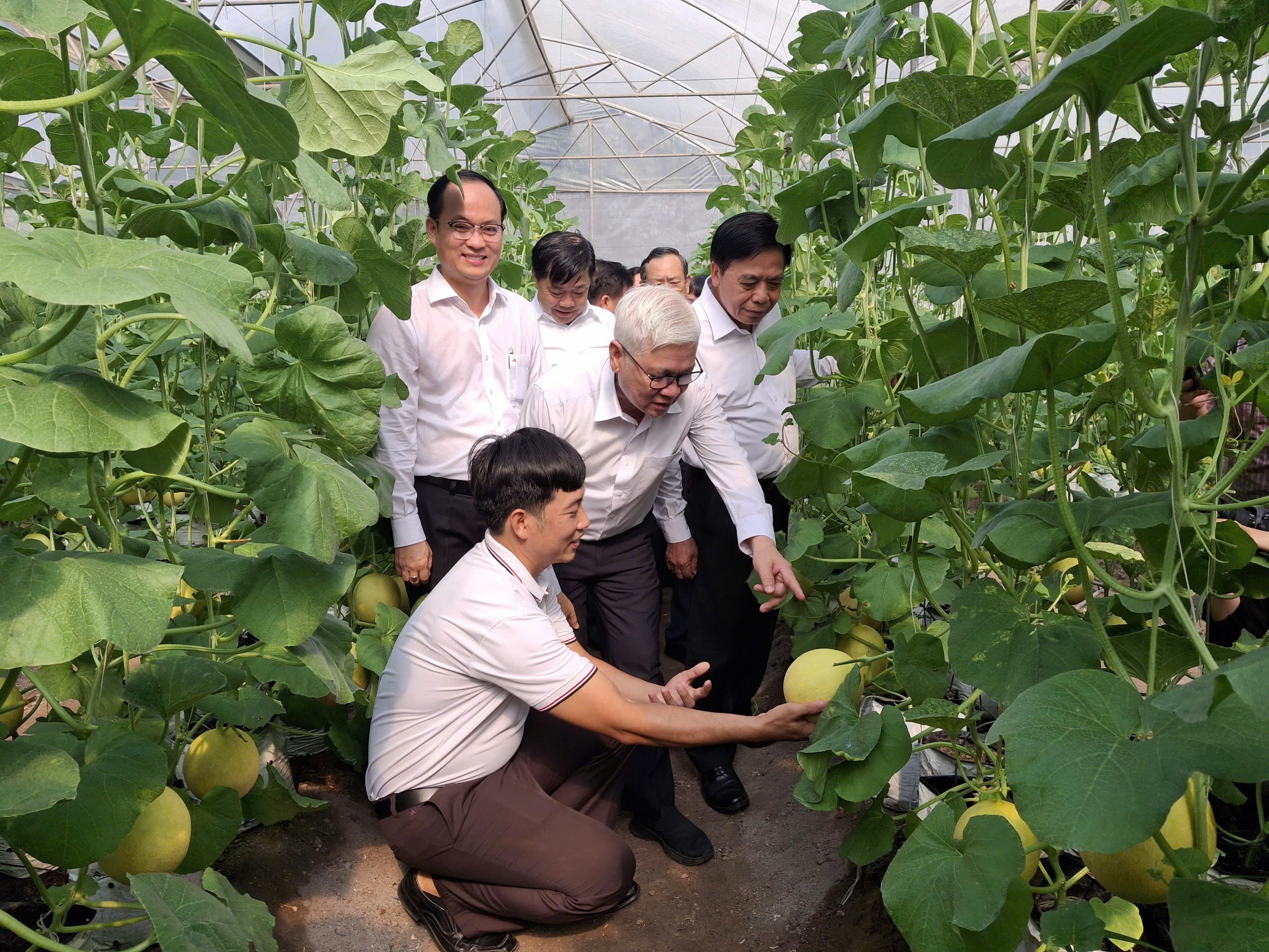 TP. Hồ Chí Minh đặt mục tiêu giá trị sản xuất nông nghiệp đô thị đạt 700 triệu đồng/ha/năm TP. Hồ Chí Minh đặt mục tiêu giá trị sản xuất nông nghiệp đô thị đạt 700 triệu đồng/ha/năm