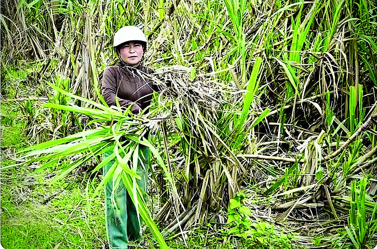 Để mô hình liên kết phát huy hiệu quả, cần có những hợp đồng minh bạch, ràng buộc trách nhiệm giữa doanh nghiệp và người dân, cùng với cơ chế giám sát và xử lý khi xảy ra vi phạm Để mô hình liên kết phát huy hiệu quả, cần có những hợp đồng minh bạch, ràng buộc trách nhiệm giữa doanh nghiệp và người dân, cùng với cơ chế giám sát và xử lý khi xảy ra vi phạm