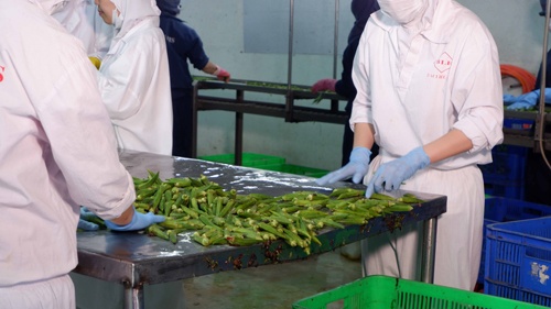 EU tiếp tục áp dụng biện pháp kiểm soát tăng cường với bốn mặt hàng nông sản của Việt Nam. EU tiếp tục áp dụng biện pháp kiểm soát tăng cường với bốn mặt hàng nông sản của Việt Nam.