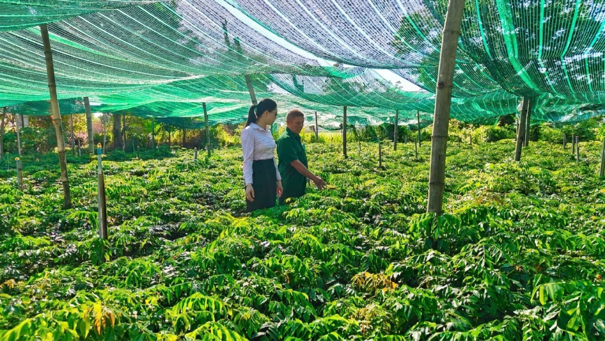 Mô hình ươm và trồng cây giống trên diện tích hơn 3.000m² của ông Nguyễn Trình, hội viên Hội Cựu chiến binh phường Hương Trà, TP Đà Nẵng. Mô hình ươm và trồng cây giống trên diện tích hơn 3.000m² của ông Nguyễn Trình, hội viên Hội Cựu chiến binh phường Hương Trà, TP Đà Nẵng.