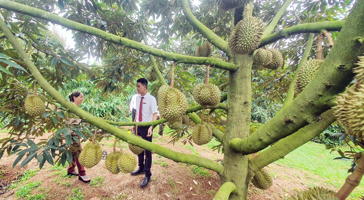 Ngành ngân hàng Đắk Lắk đẩy mạnh đầu tư tín dụng, tạo động lực tăng trưởng