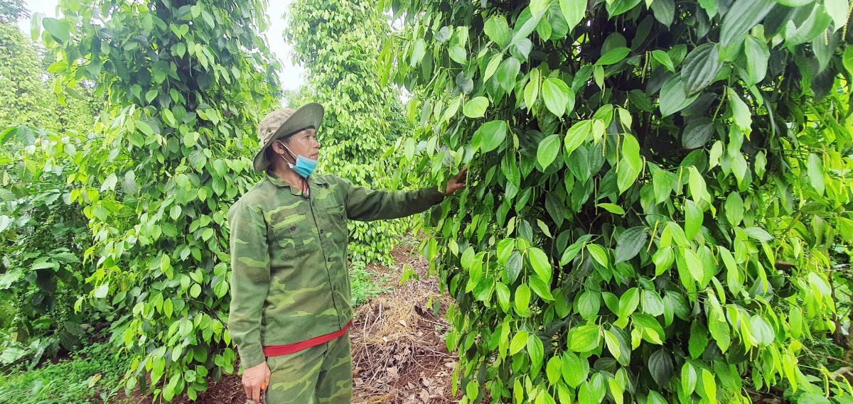 Ngành ngân hàng Đắk Lắk đẩy mạnh đầu tư tín dụng, tạo động lực tăng trưởng