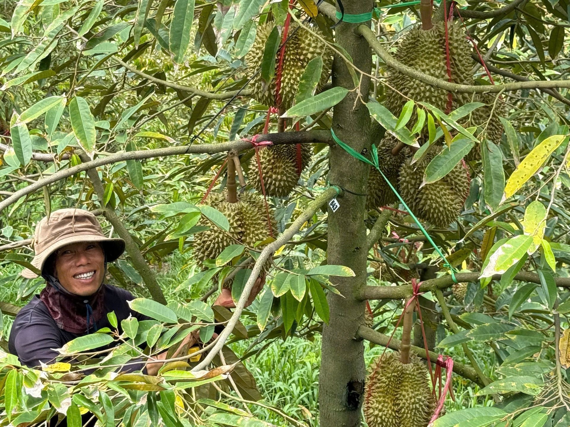 Sầu riêng Việt chính thức vào Ấn Độ, mở rộng bản đồ xuất khẩu ảnh: minh họa Sầu riêng Việt chính thức vào Ấn Độ, mở rộng bản đồ xuất khẩu ảnh: minh họa