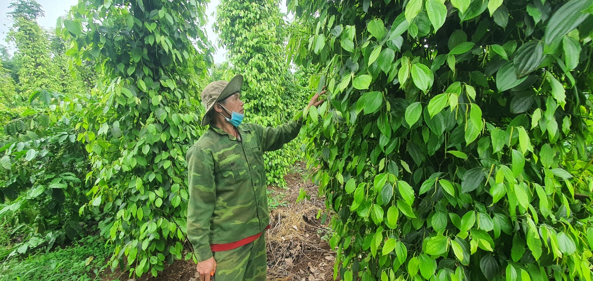Agribank Đắk Lắk tập trung đầu tư tín dụng 