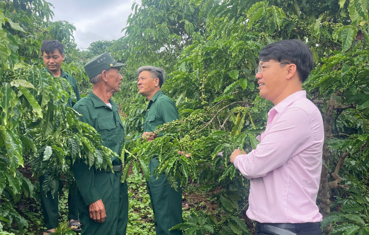 Mô hình vay vốn trồng cà phê của CCB Phạm Văn Hiền ở xã Krông Nô. Mô hình vay vốn trồng cà phê của CCB Phạm Văn Hiền ở xã Krông Nô.