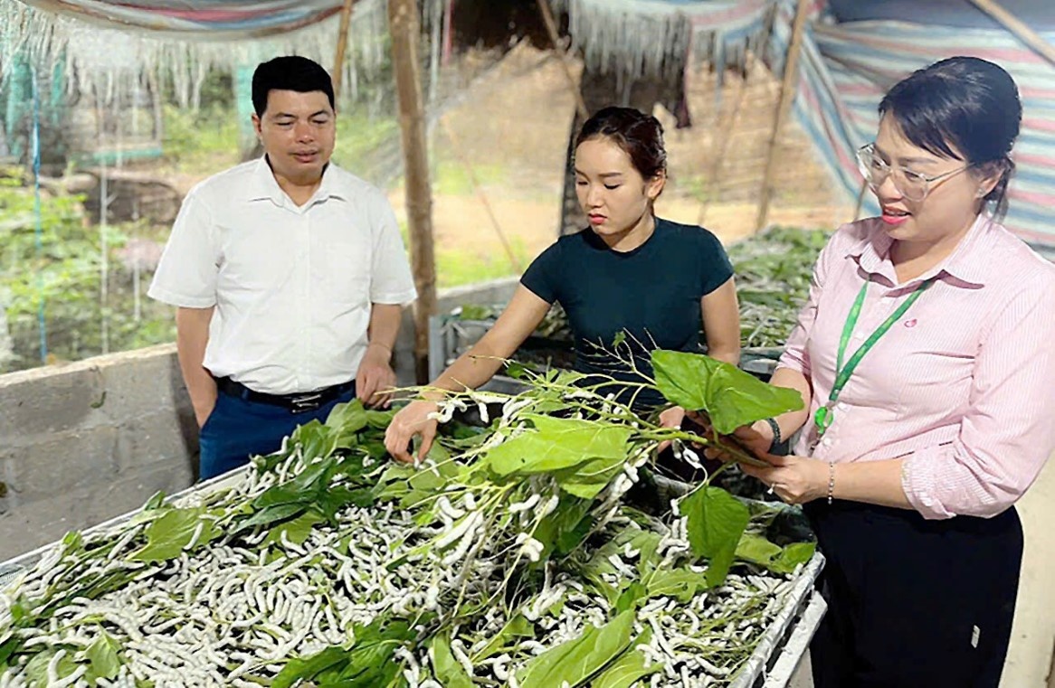 Cán bộ NHCSXH Bắc Quang thăm mô hình vay vốn trồng dâu nuôi tằm của gia đình Ông Hoàng Đức Diễn, thôn Đồng Kem, xã Đồng Yên, Tuyên Quang cho hiệu quả kinh tế cao, gia đình có việc làm, tăng thu nhập. Cán bộ NHCSXH Bắc Quang thăm mô hình vay vốn trồng dâu nuôi tằm của gia đình Ông Hoàng Đức Diễn, thôn Đồng Kem, xã Đồng Yên, Tuyên Quang cho hiệu quả kinh tế cao, gia đình có việc làm, tăng thu nhập.