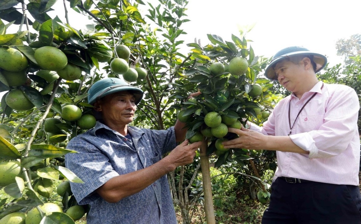 mô hình hộ vay Hoàng Văn Hùng, thôn Tân Lập xã Vĩnh Tuy, Tuyên Quang vay vốn trồng cây ăn quả cho hiệu quả kinh tế cao. mô hình hộ vay Hoàng Văn Hùng, thôn Tân Lập xã Vĩnh Tuy, Tuyên Quang vay vốn trồng cây ăn quả cho hiệu quả kinh tế cao.