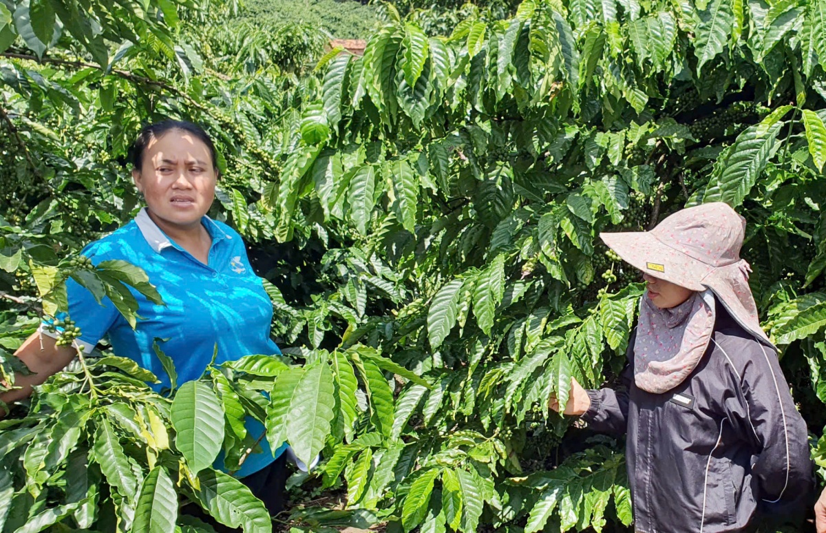 Quảng Ngãi: Dòng vốn chính sách nối dài những mùa xanh Quảng Ngãi: Dòng vốn chính sách nối dài những mùa xanh