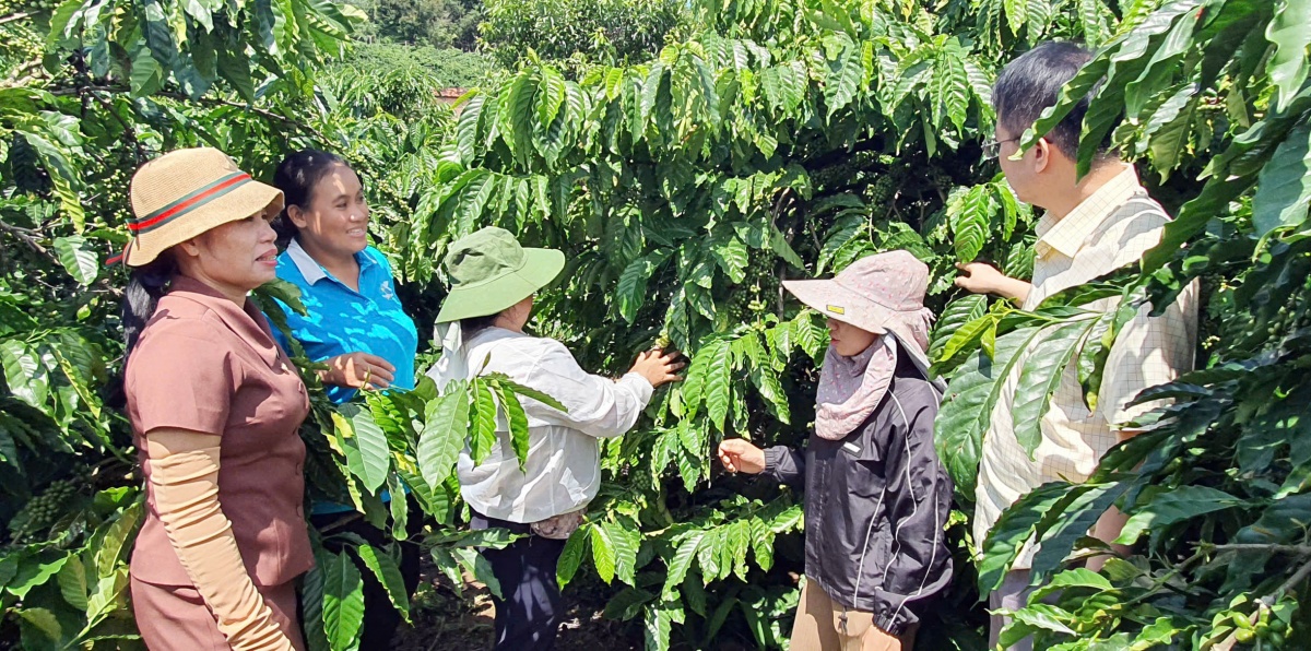 Quảng Ngãi: Dòng vốn chính sách nối dài những mùa xanh Quảng Ngãi: Dòng vốn chính sách nối dài những mùa xanh