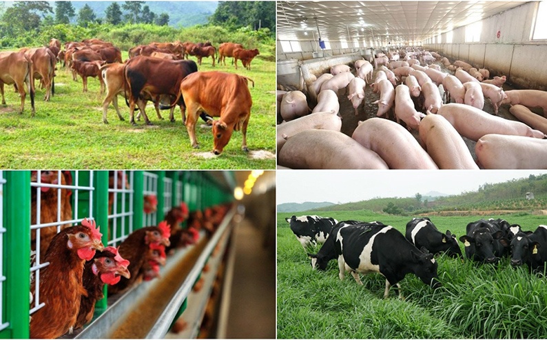 Ngành chăn nuôi: Lợi thế cạnh tranh phía sau việc gắn mã QR Ngành chăn nuôi: Lợi thế cạnh tranh phía sau việc gắn mã QR