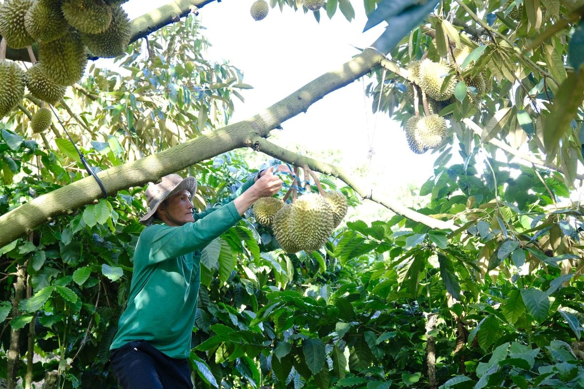 Thêm hàng trăm mã số được duyệt, sầu riêng Việt rộng đường sang Trung Quốc Thêm hàng trăm mã số được duyệt, sầu riêng Việt rộng đường sang Trung Quốc