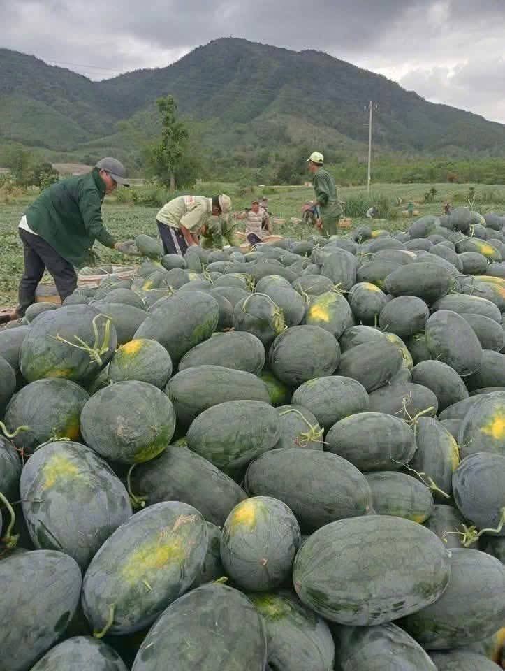 Gỡ điểm nghẽn, đánh thức tiềm năng nông nghiệp Đà Nẵng Gỡ điểm nghẽn, đánh thức tiềm năng nông nghiệp Đà Nẵng