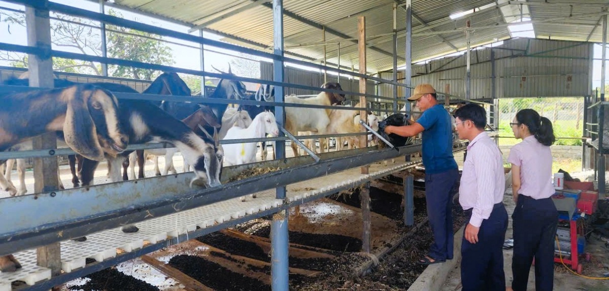 Tín dụng chính sách không chỉ là nguồn vốn dành cho những người còn khó khăn mà còn góp phần tạo việc làm, duy trì sinh kế bền vững ở Khánh Hòa. Tín dụng chính sách không chỉ là nguồn vốn dành cho những người còn khó khăn mà còn góp phần tạo việc làm, duy trì sinh kế bền vững ở Khánh Hòa.