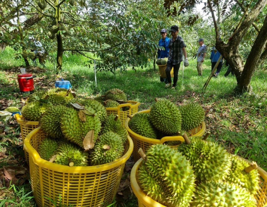 Ngân hàng luôn tạo điều kiện thuận lợi để nông dân, doanh nghiệp trong chuỗi sầu riêng tiếp cận tín dụng      ảnh: Minh họa