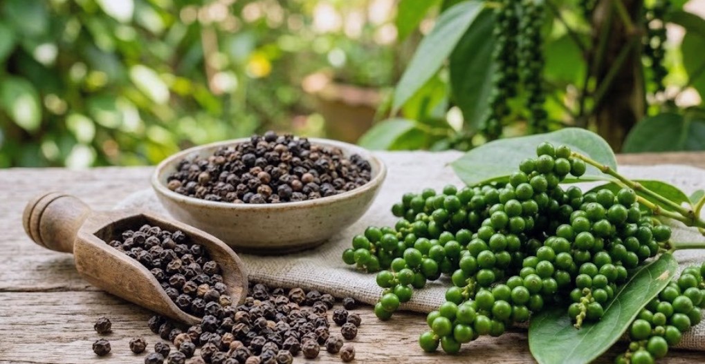 Các sản phẩm chế biến sâu tạo nên thương hiệu cho hồ tiêu Việt Nam Các sản phẩm chế biến sâu tạo nên thương hiệu cho hồ tiêu Việt Nam