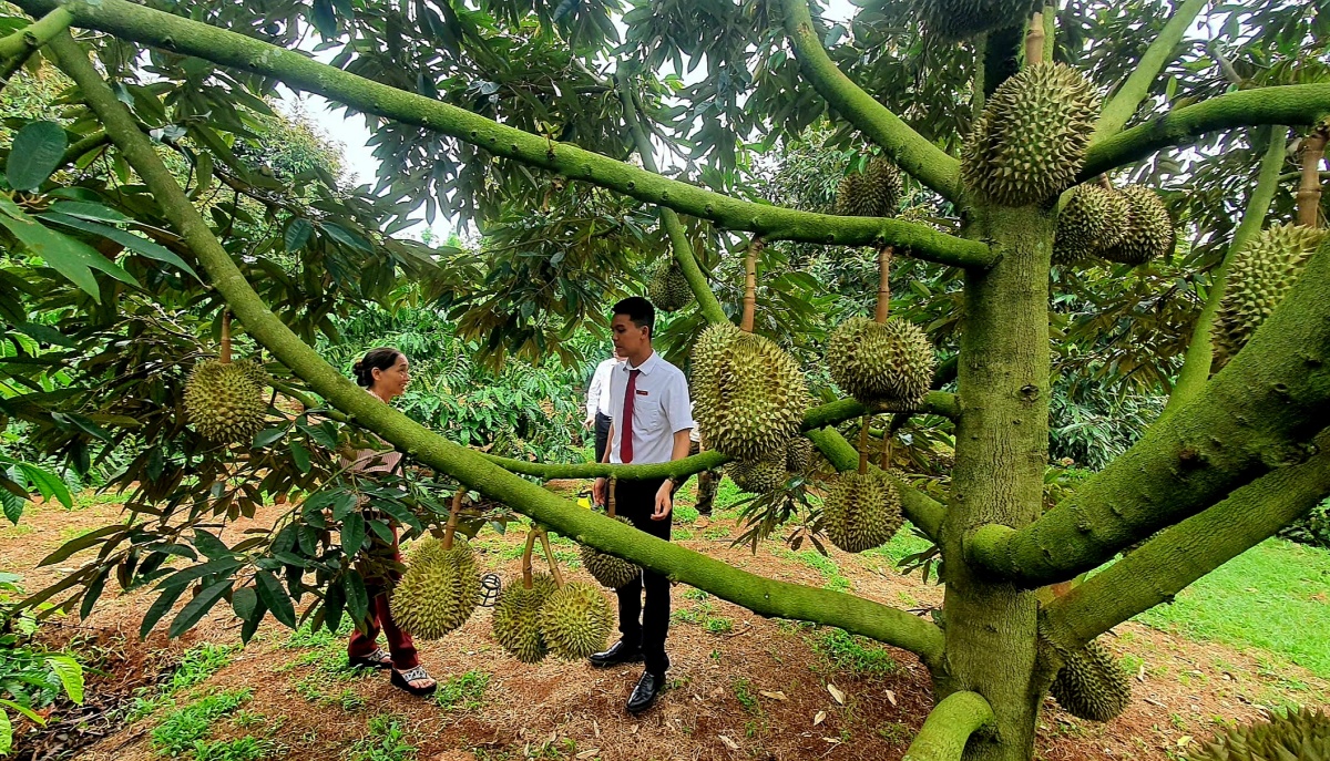 undefined Nông sản Đắk Lắk: Từ “vựa hàng” đến trung tâm giá trị toàn cầu