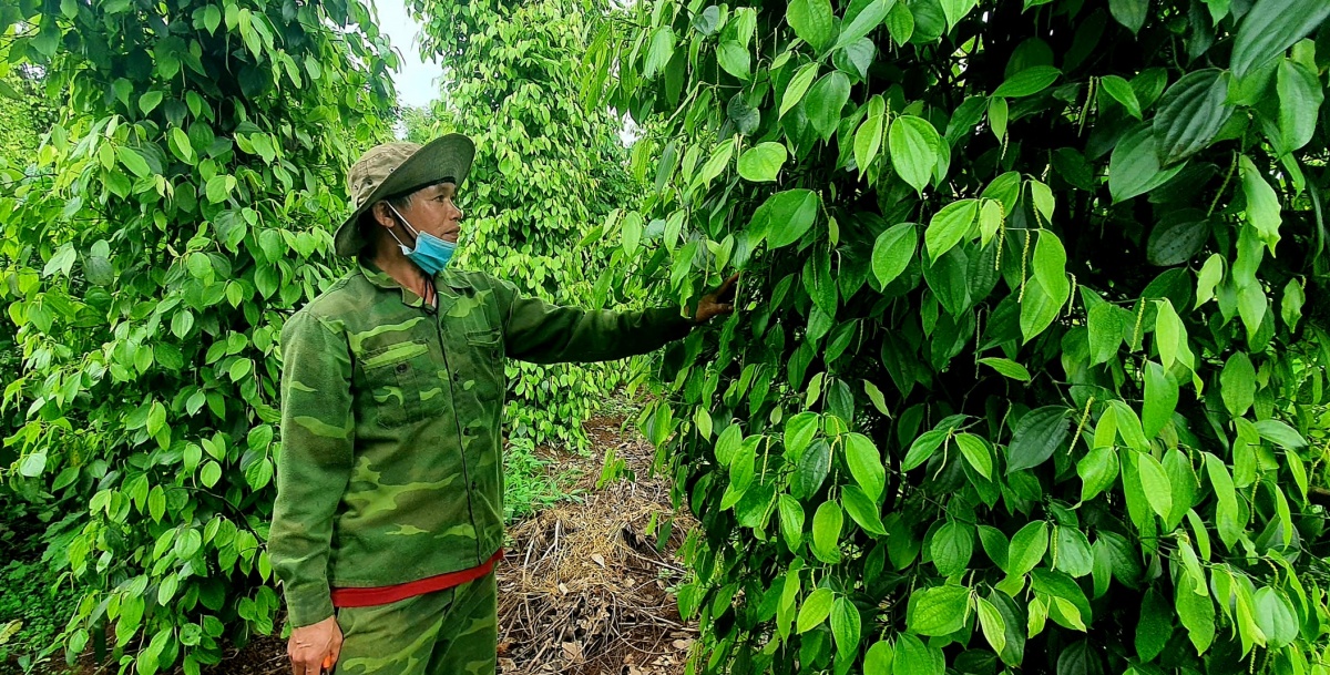 undefined Nông sản Đắk Lắk: Từ “vựa hàng” đến trung tâm giá trị toàn cầu