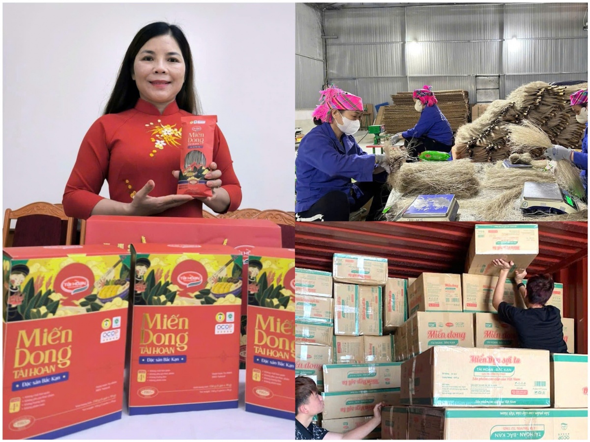 Hợp tác xã Miến dong Tài Hoan xuất khẩu sang nhiều thị trường quốc tế