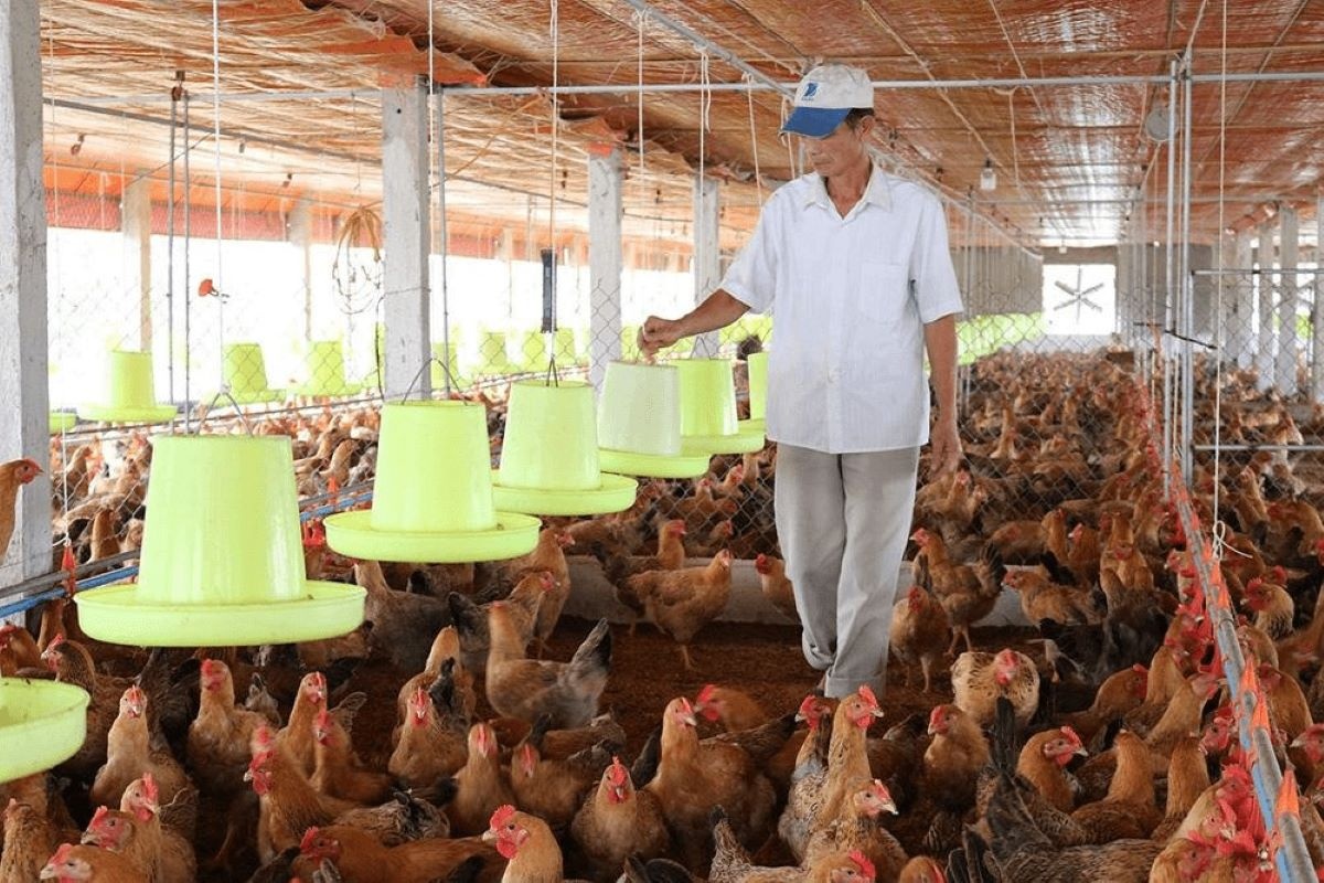 Việt Nam đang sở hữu ngành chăn nuôi có quy mô đáng kể trong khu vực và thế giới ảnh: minh họa Việt Nam đang sở hữu ngành chăn nuôi có quy mô đáng kể trong khu vực và thế giới ảnh: minh họa