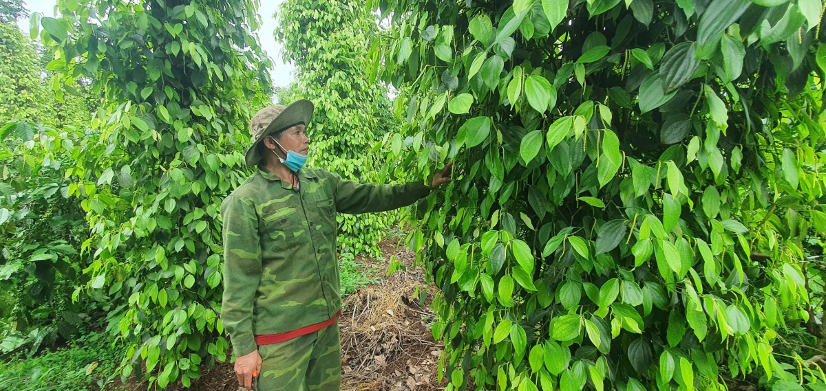 Từ đồng vốn đến những mùa quả ngọt ở Đắk Lắk