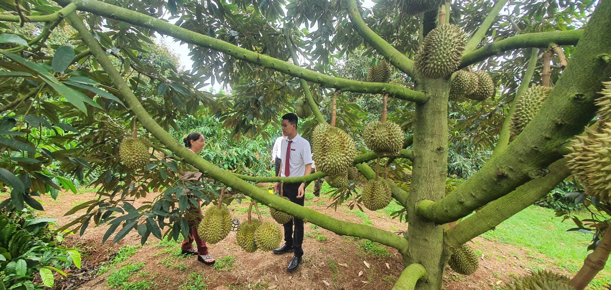 Từ đồng vốn đến những mùa quả ngọt ở Đắk Lắk