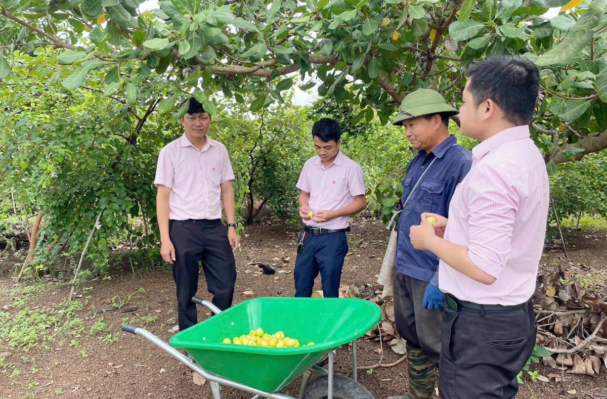Tín dụng chính sách: Điểm tựa cải thiện thu nhập cho người dân phía Tây Đắk Lắk