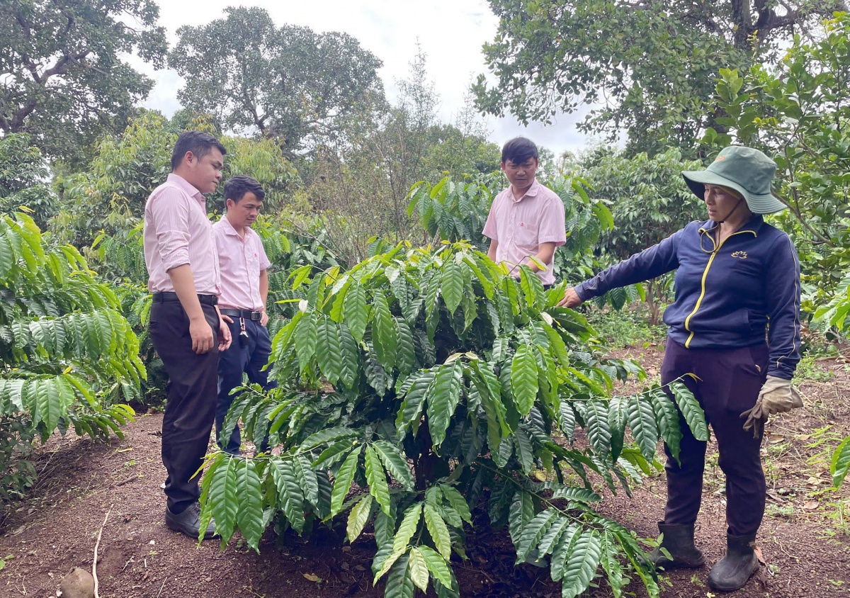 Tín dụng chính sách: Điểm tựa cải thiện thu nhập cho người dân phía Tây Đắk Lắk
