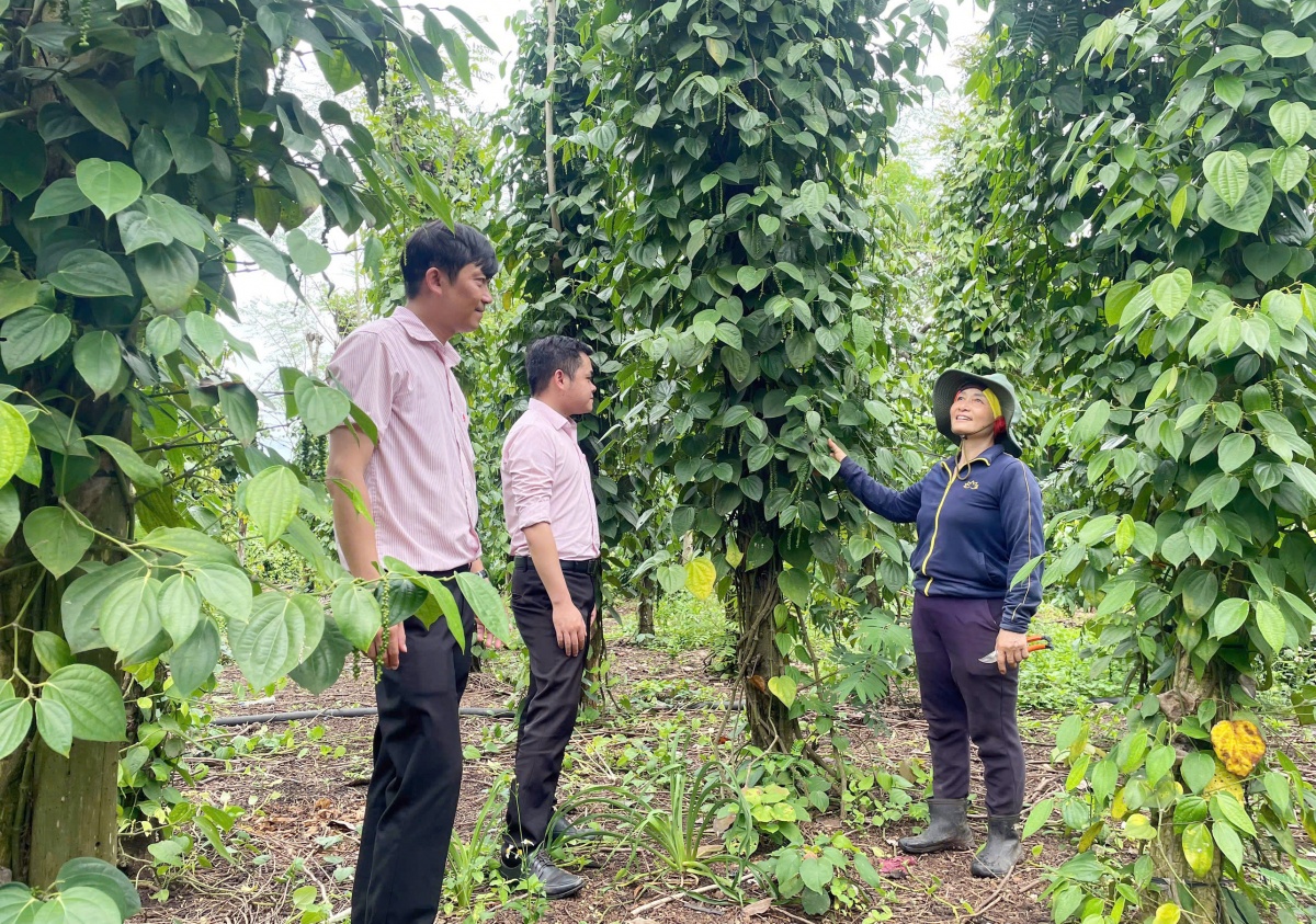 Tín dụng chính sách: Điểm tựa cải thiện thu nhập cho người dân phía Tây Đắk Lắk