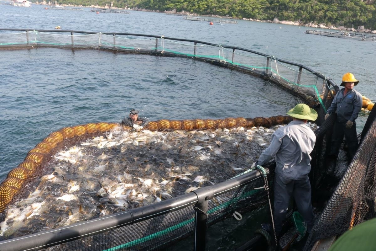 Thủy sản muốn bứt tốc, cần mở khóa đất và vốn ảnh: minh họa Thủy sản muốn bứt tốc, cần mở khóa đất và vốn ảnh: minh họa
