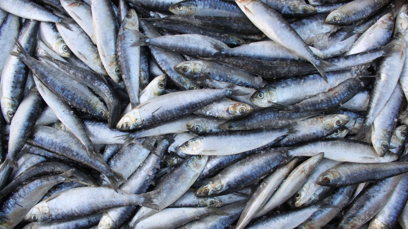 7 loài cá quen thuộc giàu omega-3 không kém cá hồi