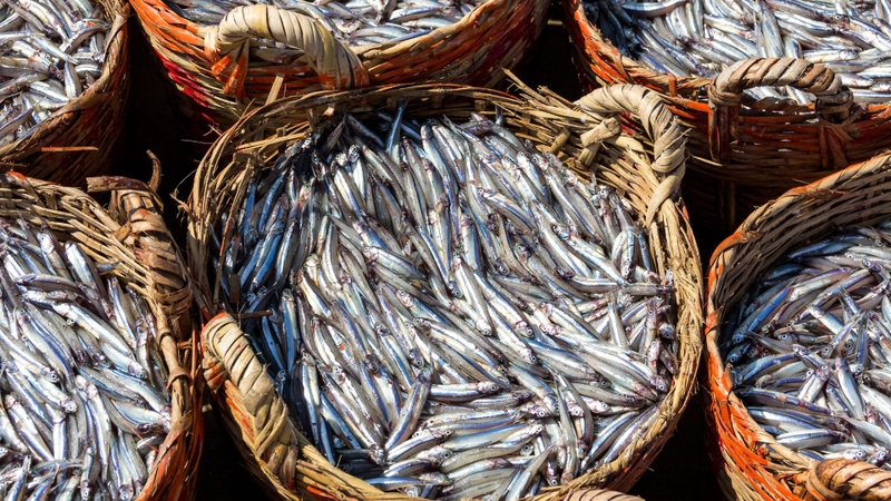 7 loài cá quen thuộc giàu omega-3 không kém cá hồi 7 loài cá quen thuộc giàu omega-3 không kém cá hồi