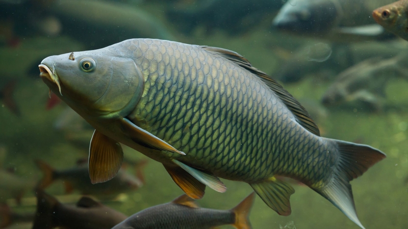 7 loài cá quen thuộc giàu omega-3 không kém cá hồi 7 loài cá quen thuộc giàu omega-3 không kém cá hồi