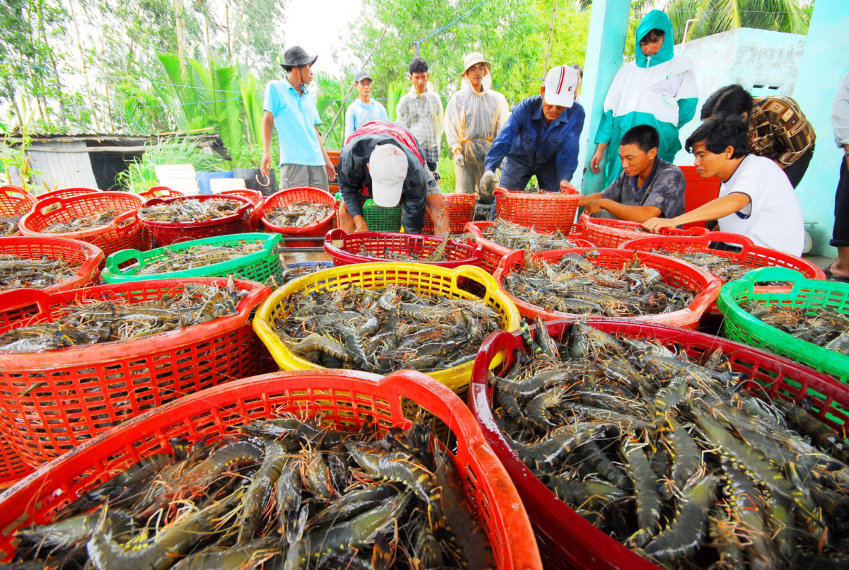 Tôm Việt Nam nếu không chuyển sang kinh tế tuần hoàn, khó giữ lợi thế ảnh: minh họa Tôm Việt Nam nếu không chuyển sang kinh tế tuần hoàn, khó giữ lợi thế ảnh: minh họa