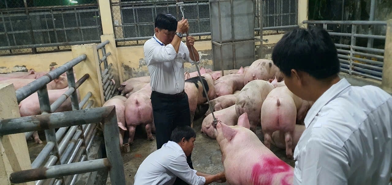 Triệt phá đường dây dùng Salbutamol vỗ béo heo, hơn 10.000 tấn đã được tiêu thụ Triệt phá đường dây dùng Salbutamol vỗ béo heo, hơn 10.000 tấn đã được tiêu thụ