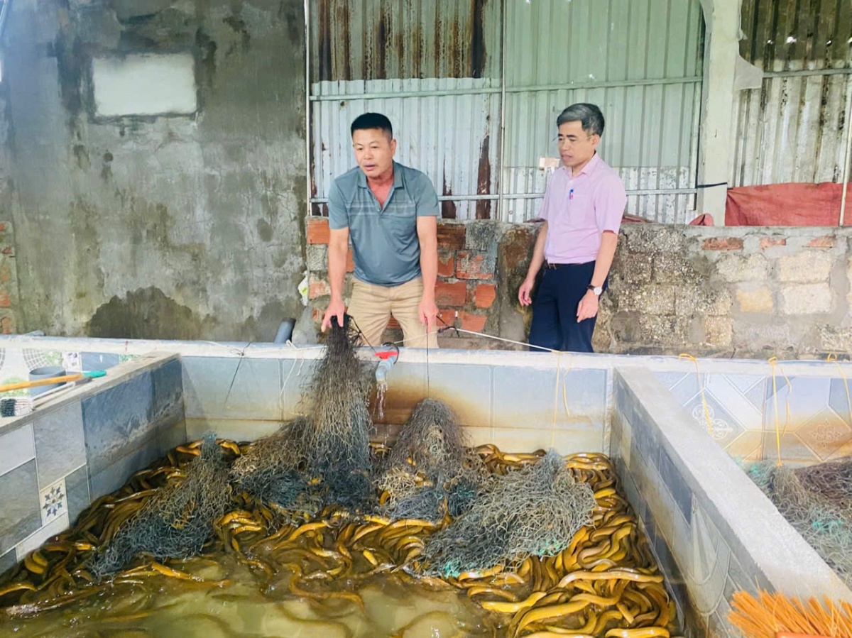 Vốn ưu đãi chắp cánh những mô hình kinh tế ở Nghệ An