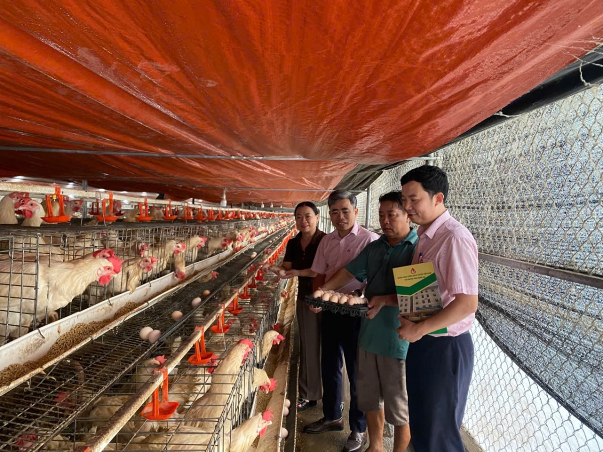 Vốn ưu đãi chắp cánh những mô hình kinh tế ở Nghệ An