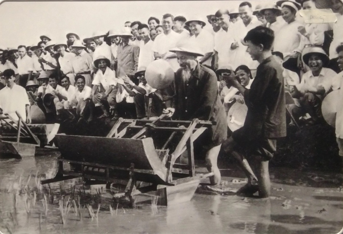 Chủ tịch Hồ Chí Minh dùng máy cấy lúa cải tiến tại Trại Thí nghiệp trồng lúa, Sở Nông lâm Hà Nội ngày 16-7-1960 Chủ tịch Hồ Chí Minh dùng máy cấy lúa cải tiến tại Trại Thí nghiệp trồng lúa, Sở Nông lâm Hà Nội ngày 16-7-1960