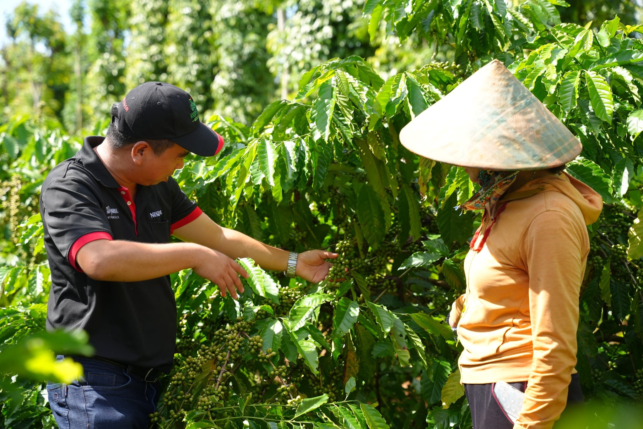 Thông qua Chương trình NESCAFÉ Plan, Nestlé Việt Nam hỗ trợ các nông hộ áp dụng phương pháp nông nghiệp tái sinh giúp họ nâng cao thu nhập. Thông qua Chương trình NESCAFÉ Plan, Nestlé Việt Nam hỗ trợ các nông hộ áp dụng phương pháp nông nghiệp tái sinh giúp họ nâng cao thu nhập.