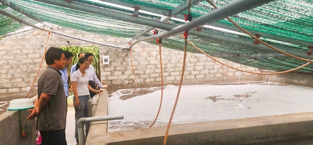 Mô hình vay vốn từ QTDND đầu tư nuôi tôm giống ở xã Thiên Cầm (Hà Tĩnh)