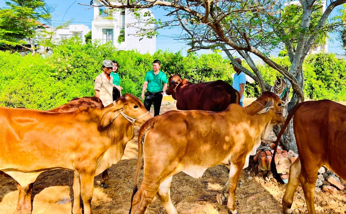 Củng cố nội lực, nâng sức cạnh tranh cho quỹ tín dụng nhân dân trên địa bàn NHNN khu vực 10