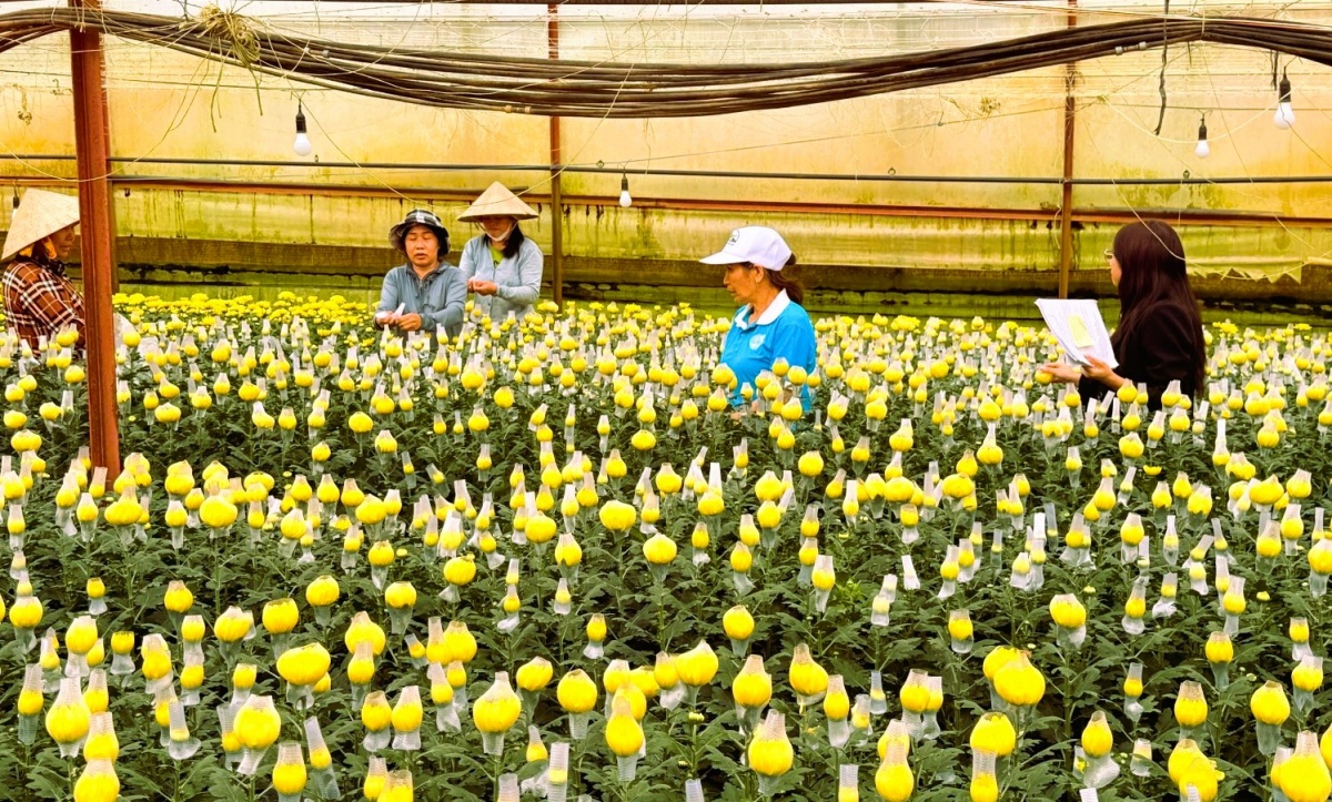 . QTDND thuộc khu vực Đà Lạt - Lâm Đồng với đặc thù đầu tư cho sản phẩm là hoa, rau công nghệ cao.